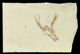 Fossil Lobster (Pseudostacus) with Brittle Stars - Hakel, Lebanon #162774-1